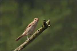 <p>ŤUHÝK OBECNÝ (Lanius collurio) /Red-backed shrike - Neuntöter/</p>